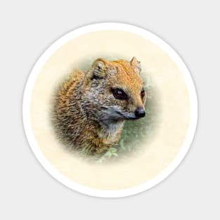 Yellow mongoose Magnet